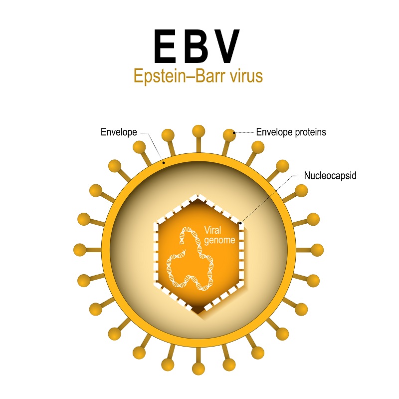 Wirus Epsteina-Barr (EBV) - jakie badania wykonać?