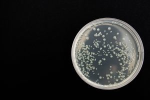 IgE sp. Candida albicans (M5)