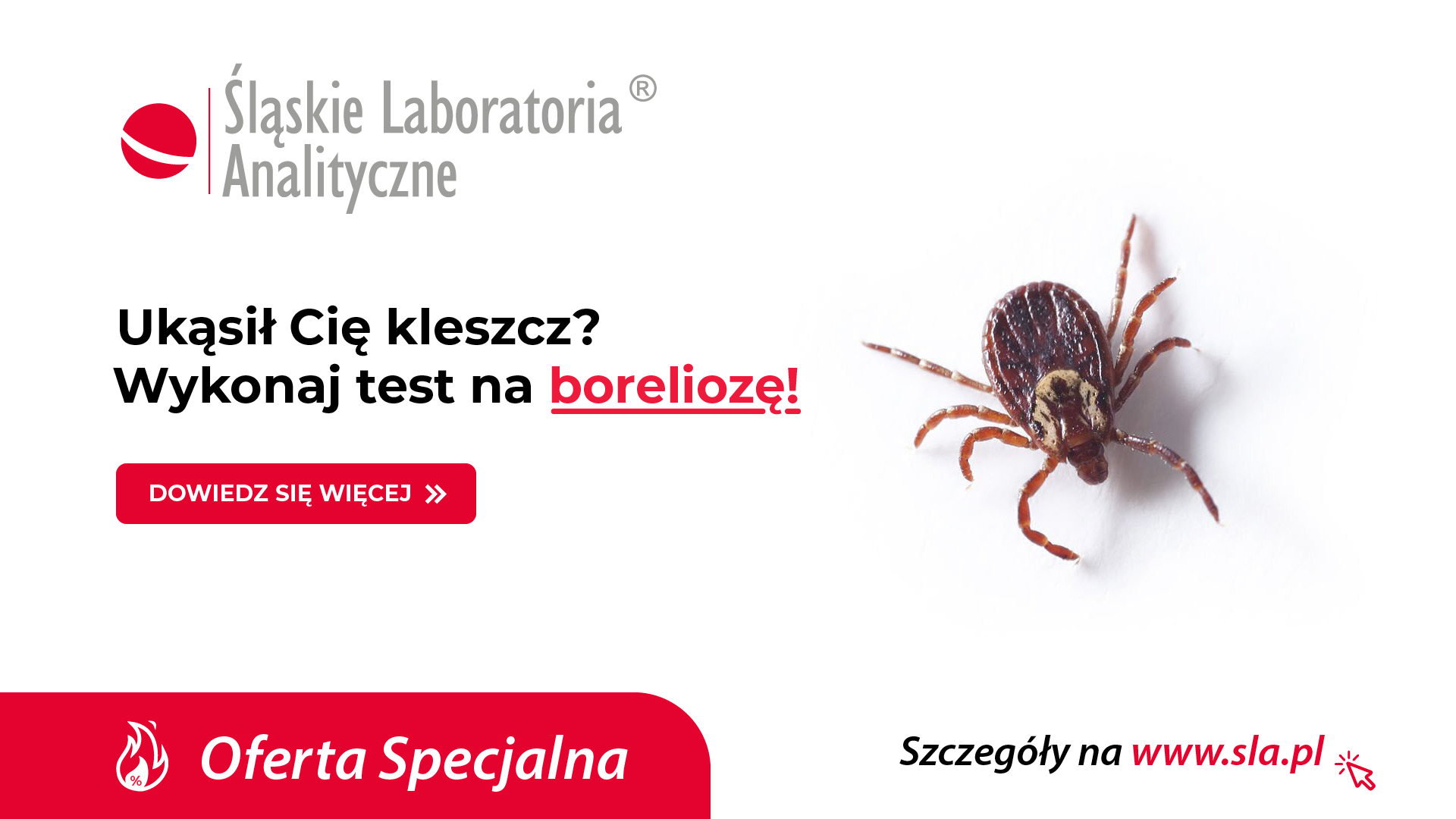 Ukąsił Cię Kleszcz Wykonaj Test Na Boreliozę Śląskie Laboratoria Analityczne 3699